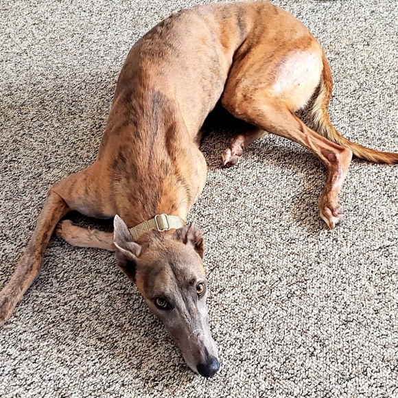 Meet your Posher, Meri - Picture 3 of 9